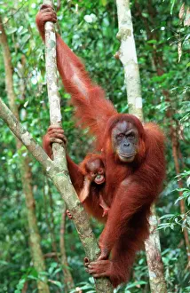 Abelii: Sumatran Orangutan - female with baby