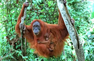 Abelii: Sumatran Orangutan - female with baby