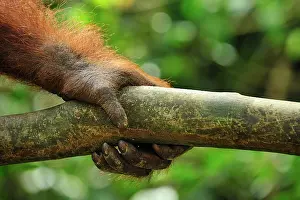 Abelii: Sumatran Orangutan - hand