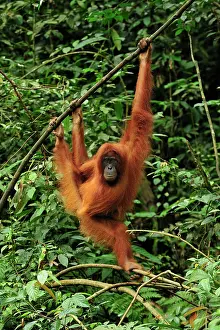 Abelii: Sumatran Orangutan - hanging from tree