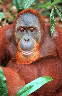 Abelii: Sumatran Orangutan - male