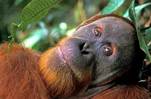Abelii: Sumatran Orangutan - male