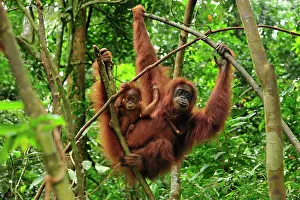 Abelii: Sumatran Orangutan - mother with baby