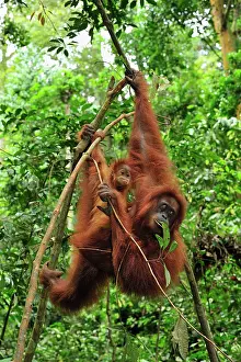 Abelii: Sumatran Orangutan - mother with baby