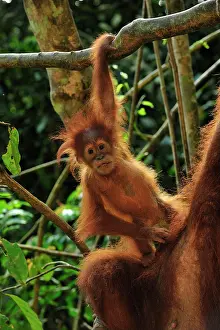 Abelii: Sumatran Orangutan - mother with baby