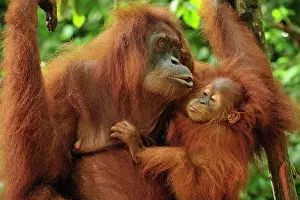 Abelii: Sumatran Orangutan - mother with baby