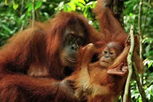 Abelii: Sumatran Orangutan - mother with baby