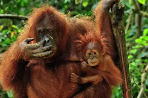 Abelii: Sumatran Orangutan - mother with baby