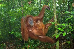 Abelii: Sumatran Orangutan - mother and baby