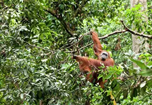 Sumatra: Sumatran orangutan (Pongo abelii) in the rain forests
