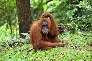 Orangutan: Sumatran orangutan (Pongo abelii) in the rain forests