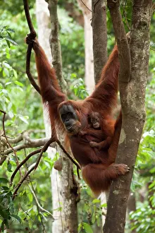 Sumatra: Sumatran orangutan (Pongo abelii) with young, in