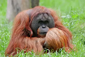 Simiae: Sumatran Orangutan (Pongo pygmaeus abelii, Pongo
