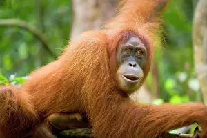 Abelii: Sumatran Orangutan - portrait of an adult lying