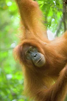 Abelii: Sumatran Orangutan - portrait of female