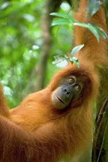 Abelii: Sumatran Orangutan - portrait of female