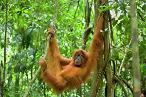 Abelii: Sumatran Orangutan - young female