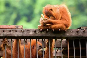 Holds: Sumatran Orangutan - a young one is sitting on