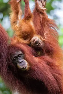 Motherhood: Sumatran Oranutan. mother with young hanging