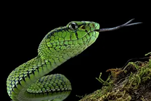 Sumatranus: Sumatran Pit Viper (Trimeresurus sumatranus), juvenile