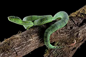 Sumatranus: Sumatran Pit Viper (Trimeresurus sumatranus), Juvenile