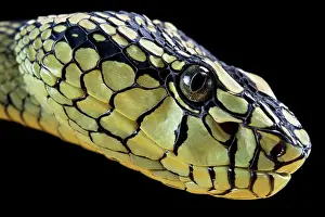 Sumatranus: Sumatran Pitviper (Trimeresurus sumatranus) Captive