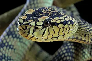 Sumatranus: Sumatran Pitviper (Trimeresurus sumatranus) Captive