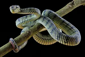 Sumatranus: Sumatran Pitviper (Trimeresurus sumatranus) Captive