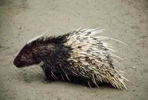 Porcupines: SUMATRAN PORCUPINE
