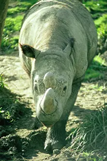 Sumatrensis: SUMATRAN RHINO