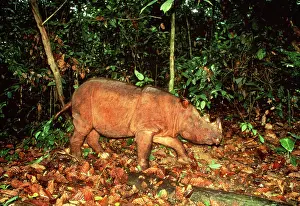 Sumatrensis: Sumatran Rhinoceros