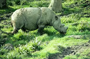 Sumatrensis: SUMATRAN RHINOCEROS
