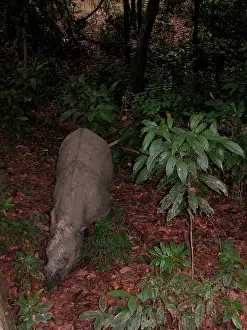 Sumatrensis: Sumatran Rhinoceros