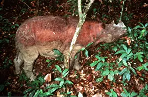 Rhinos: Sumatran Rhinoceros