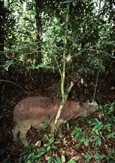 Rhinos: Sumatran Rhinoceros
