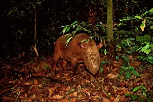 Sumatrensis: Sumatran Rhinoceros / Asian two-horned Rhinoceros
