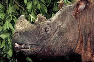 Sumatrensis: Sumatran Rhinoceros / Asian two-horned rhinoceros