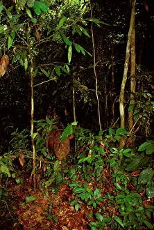 Sumatrensis: Sumatran Rhinoceros - critically endangered species