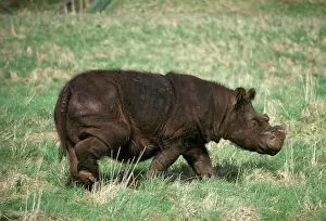 Sumatrensis: Sumatran Rhinoceros (Dicerorhinus sumatrensis)
