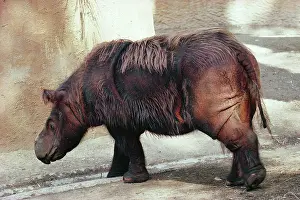 Sumatrensis: Sumatran RHINOCEROS - Endangered