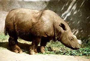 Bonnie Weisser: SUMATRAN RHINOCEROS - male