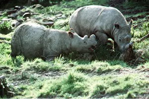 Rhinos: SUMATRAN RHINOCEROS - x two