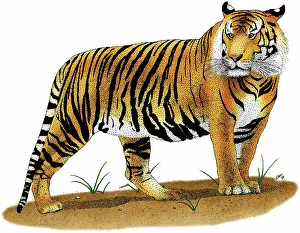 Sumatra: Sumatran Tiger