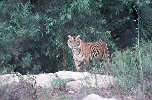 Bonnie Weisser: Sumatran TIGER
