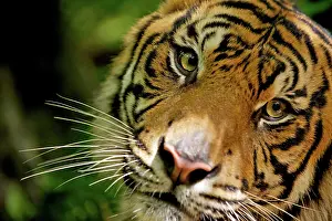 Sumatrae: Sumatran Tiger - close-up face