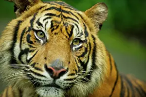 Sumatrae: Sumatran Tiger - close-up face