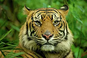 Sumatrae: Sumatran Tiger - close-up face