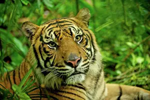 Sumatrae: Sumatran Tiger - close-up face