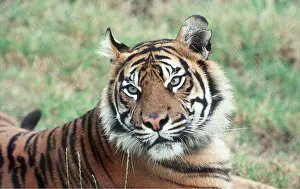 Bonnie Weisser: Sumatran TIGER - close-up of face
