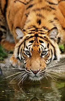 Sumatrae: Sumatran TIGER - close-up of face, drinking at water